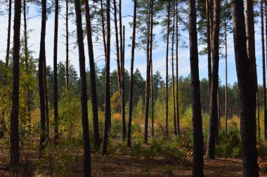 Tarla hasat edilen mısırlar.