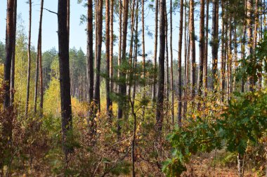 Tarla hasat edilen mısırlar.