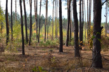 Tarla hasat edilen mısırlar.