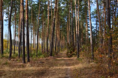 Tarla hasat edilen mısırlar.