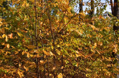 Tarla hasat edilen mısırlar.