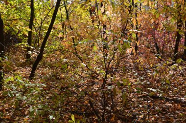 Tarla hasat edilen mısırlar.
