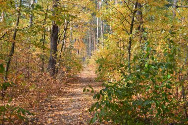 Tarla hasat edilen mısırlar.