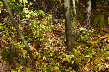 Tarla hasat edilen mısırlar.