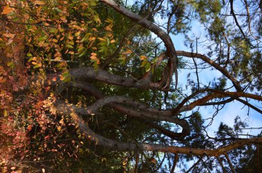 Tarla hasat edilen mısırlar.