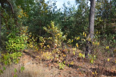 Tarla hasat edilen mısırlar.