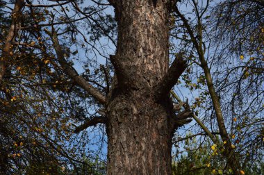 Tarla hasat edilen mısırlar.
