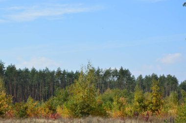 Tarla hasat edilen mısırlar.