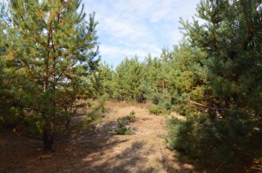 Tarla hasat edilen mısırlar.