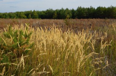 Tarla hasat edilen mısırlar.