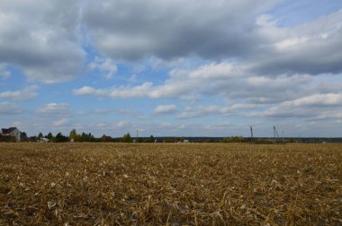 Tarla hasat edilen mısırlar.