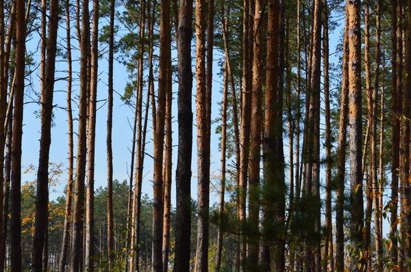 Zbývající kukuřice sklizená na poli — Stock fotografie