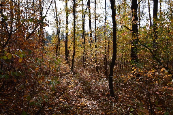 Tarla hasat edilen mısırlar.