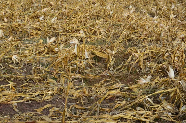 A betakarított kukorica fennmaradó felső része — Stock Fotó