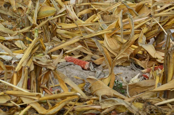 Superfícies de milho colhidas em campo — Fotografia de Stock