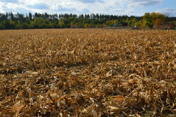 A betakarított kukorica fennmaradó felső része — Stock Fotó