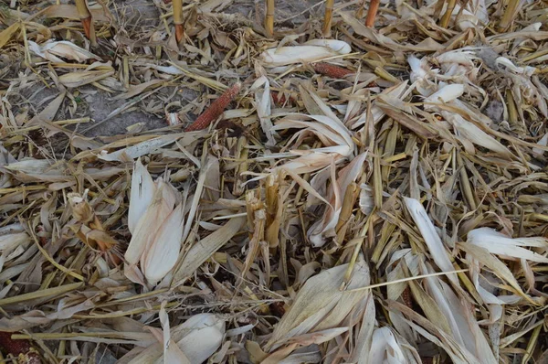 Польові зібрані кукурудзи, що залишилися вершини — стокове фото