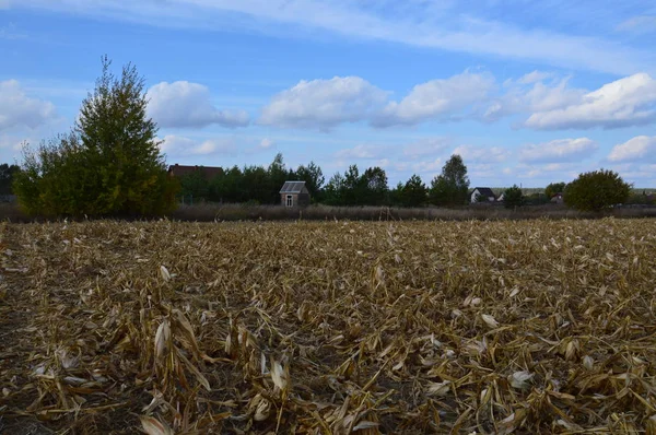 Field harvested corn remaining tops — Stock Photo, Image