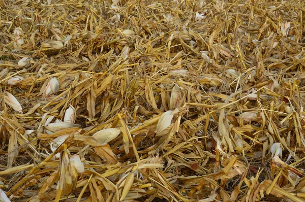 Superfícies de milho colhidas em campo — Fotografia de Stock