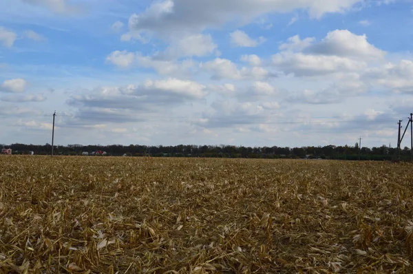 Pozostałe szczyty kukurydzy polowej — Zdjęcie stockowe