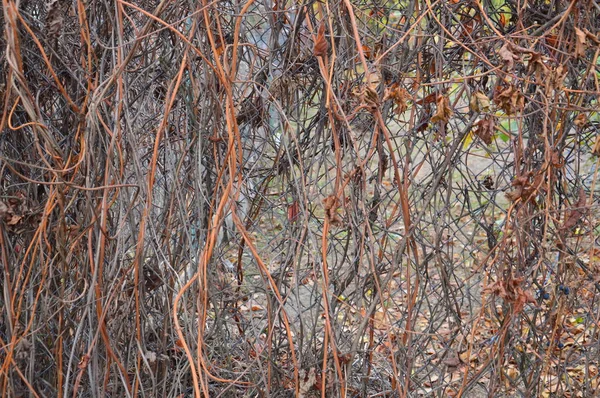 나뭇잎 과 이끼가 있는 숲의 자연적 인 배경 — 스톡 사진