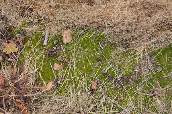 Orman arazisinin yaprakları ve yosunlarıyla doğal arka planı — Stok fotoğraf