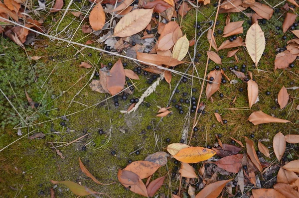 Fondo naturale di terreno forestale con foglie e muschio — Foto Stock