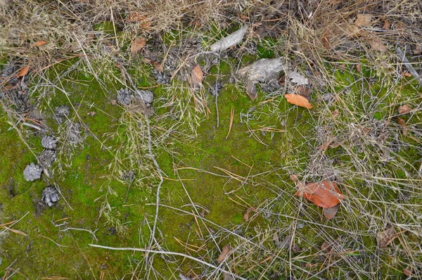 葉や苔を持つ森林地の自然背景 — ストック写真