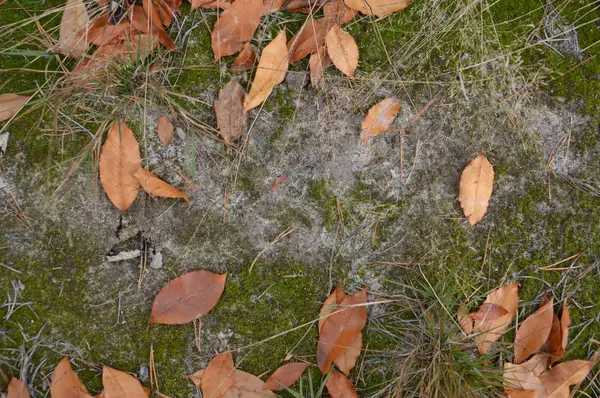 Φυσικό υπόβαθρο της δασικής γης με φύλλα και βρύα — Φωτογραφία Αρχείου