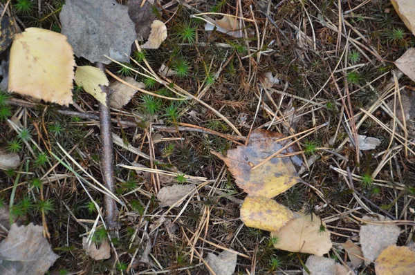 Natural background of forest land with leaves and moss — Stock Photo, Image