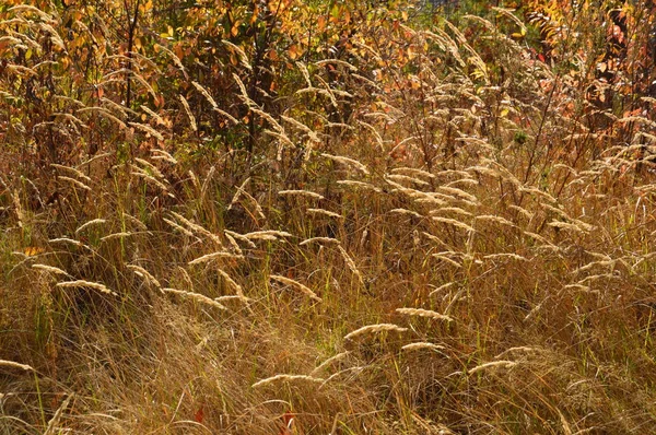 Natürlicher Hintergrund von Waldland mit Blättern und Moos — Stockfoto