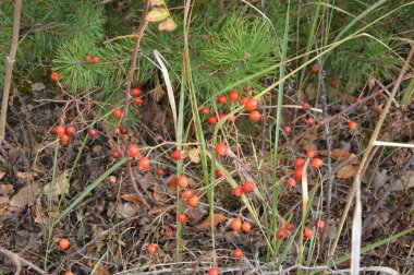 Ormanda meyve ve sebzeler ve kırsalda bahçeler