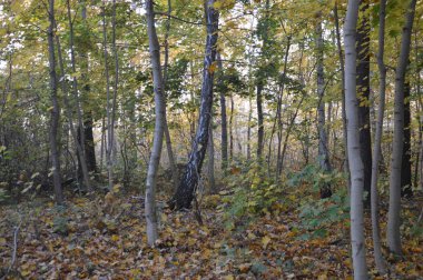 Ormanda ve köyde sabah sisi ve sisi