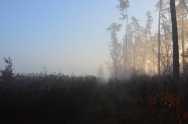 Ormanda ve köyde sabah sisi ve sisi