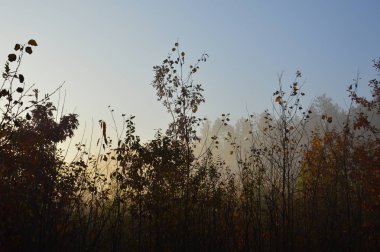 Ormanda ve köyde sabah sisi ve sisi