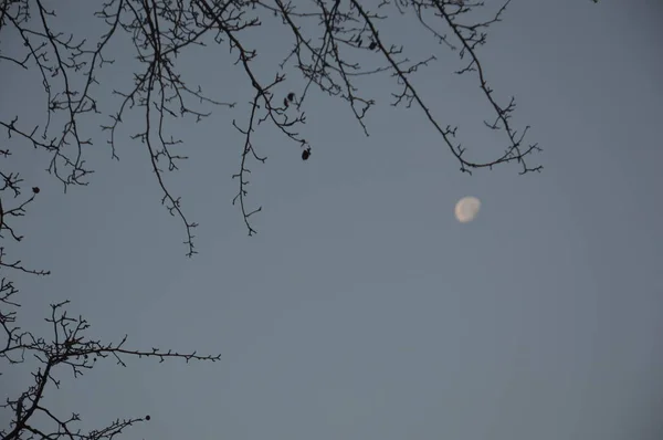 Měsíc na modré obloze zblízka při východu slunce — Stock fotografie