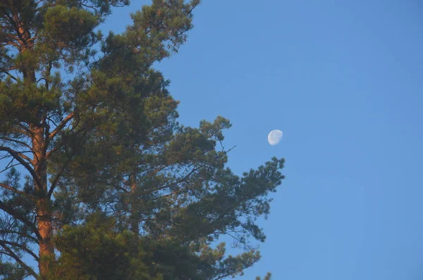 Місяць у блакитному небі крупним планом на сході сонця — стокове фото