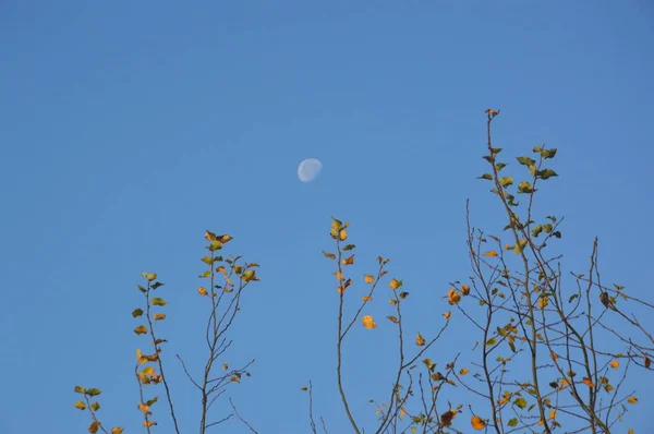 해 가 뜨면 푸른 하늘에 떠 있는 달 — 스톡 사진