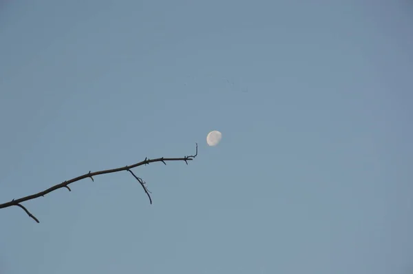 Księżyc na błękitnym niebie z bliska o wschodzie słońca — Zdjęcie stockowe