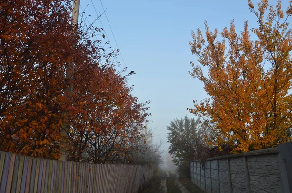 森林和村庄的晨雾和薄雾 — 图库照片