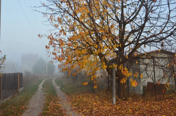 Niebla y neblina matutinas en el bosque y la aldea — Foto de Stock