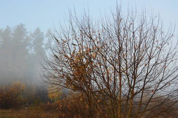 Morgennebel und Dunst in Wald und Dorf — Stockfoto