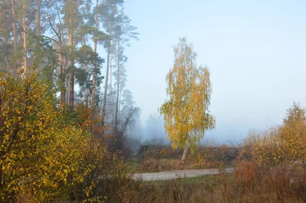 Morning fog and haze in the forest and village — Stock Photo, Image