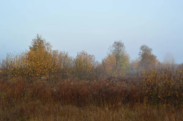 Niebla y neblina matutinas en el bosque y la aldea — Foto de Stock