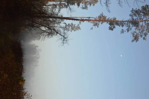 Nevoeiro matutino e neblina na floresta e aldeia — Fotografia de Stock
