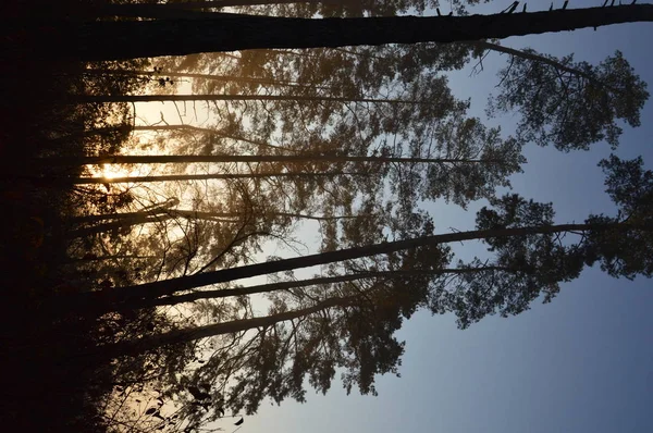 Nevoeiro matutino e neblina na floresta e aldeia — Fotografia de Stock