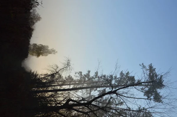 Mattina nebbia e nebbia nella foresta e nel villaggio — Foto Stock