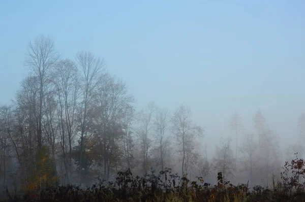 Niebla y neblina matutinas en el bosque y la aldea — Foto de Stock