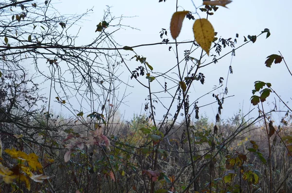 Reggel köd és köd az erdőben és a faluban — Stock Fotó
