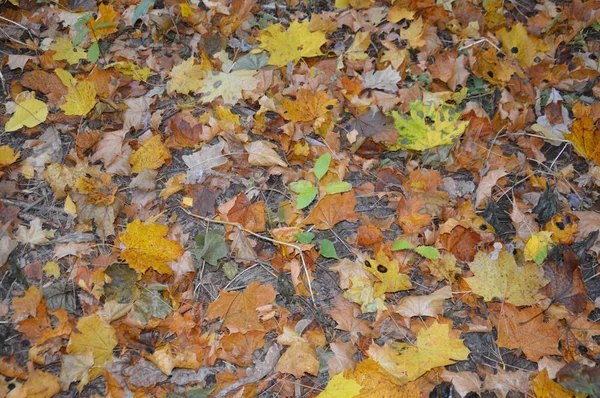 Ochtendmist en nevel in het bos en dorp — Stockfoto